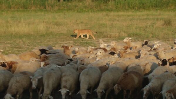 Львица-пастух, или Как Машка охраняет овец на ферме в Дагестане - Sputnik Южная Осетия