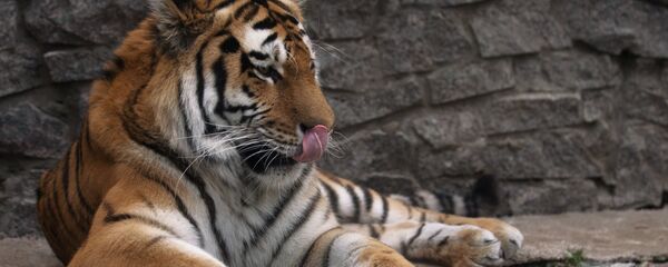 Тигр в Ленинградском зоопарке - Sputnik Южная Осетия