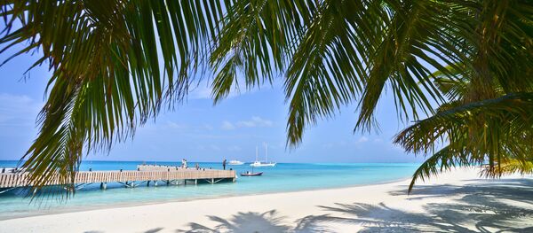 Вид на пляж через пальмовые листья Вид на пляж через пальмовые листья - Sputnik Южная Осетия