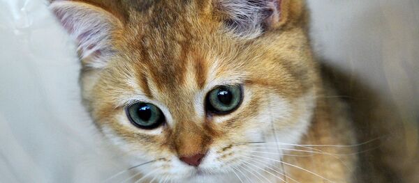 Котенок Котенок - Sputnik Южная Осетия