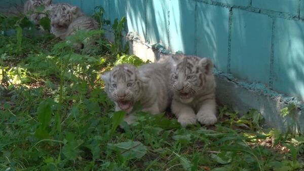 СПУТНИК_Усатая команда, или Белые тигрята из зоопарка Литвы впервые вышли “на охоту - Sputnik Южная Осетия