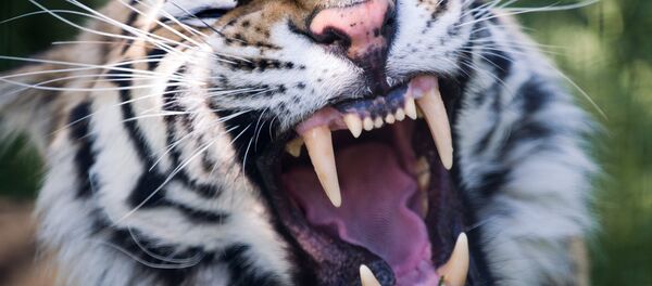 Амурский тигр Амурский тигр - Sputnik Южная Осетия