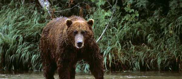 Бурый медведь Бурый медведь - Sputnik Южная Осетия