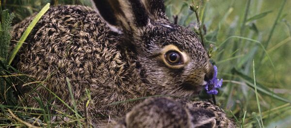 Тӕрхъус - Sputnik Хуссар Ирыстон