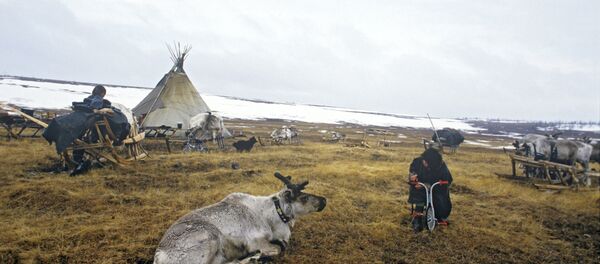 Стойбище оленеводов Стойбище оленеводов - Sputnik Южная Осетия