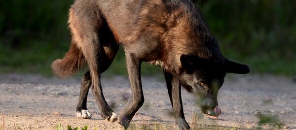 Бездомные собаки Бездомные собаки - Sputnik Южная Осетия