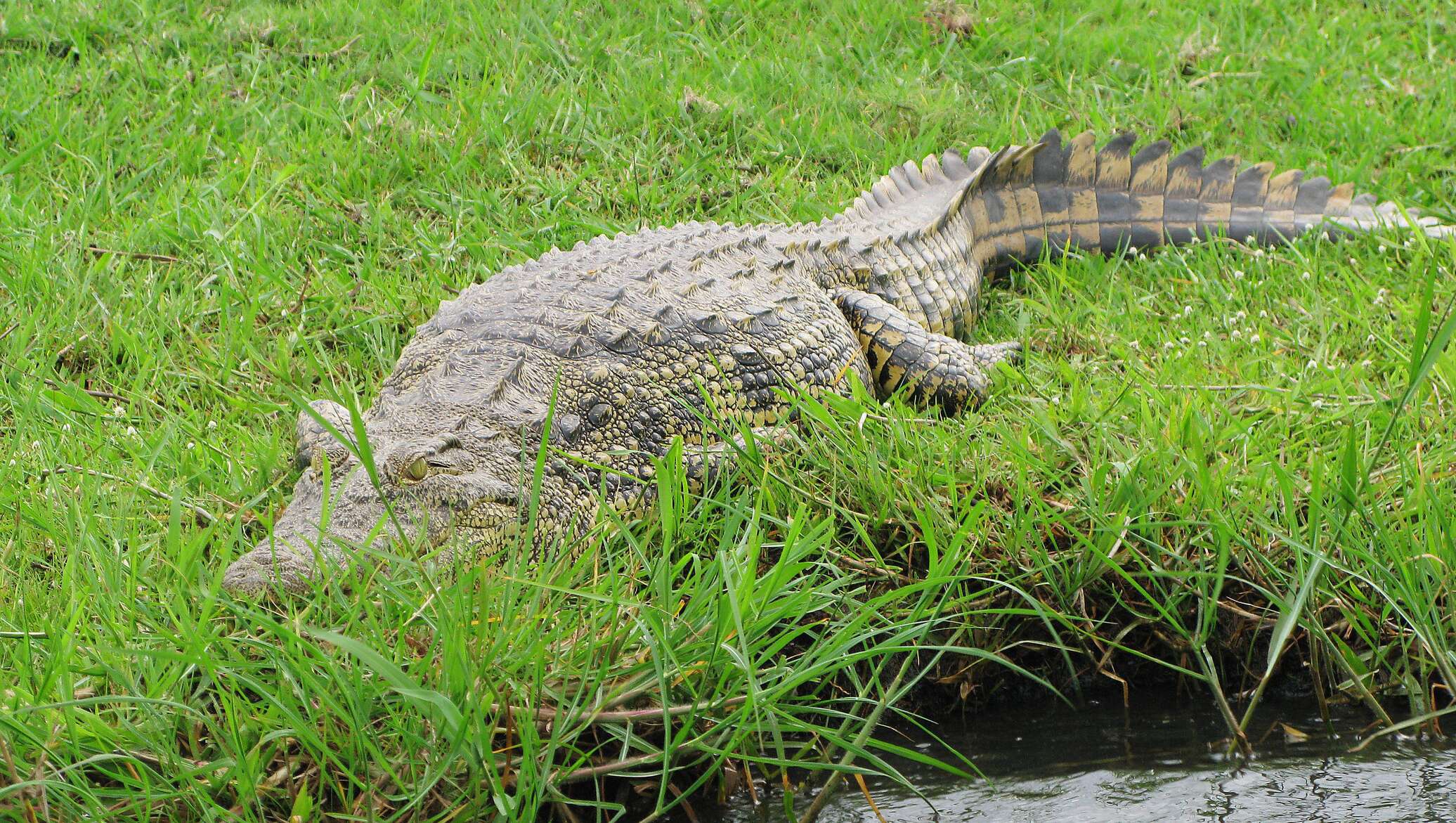 Охранники поля для гольфа