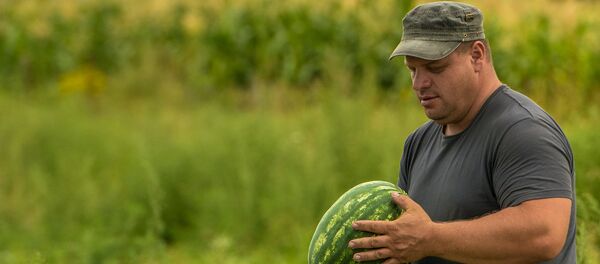 Дменис арбузы Дменис арбузы - Sputnik Южная Осетия