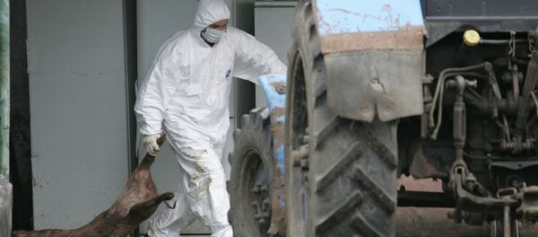 Уничтожение свиней, заболевших свиной чумой Уничтожение свиней, заболевших свиной чумой - Sputnik Южная Осетия