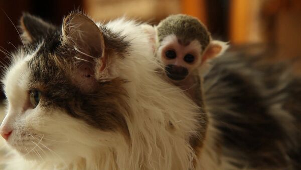 Брошенная родителями обезьяна обнимала приемную маму-кошку и каталась на ней - Sputnik Южная Осетия