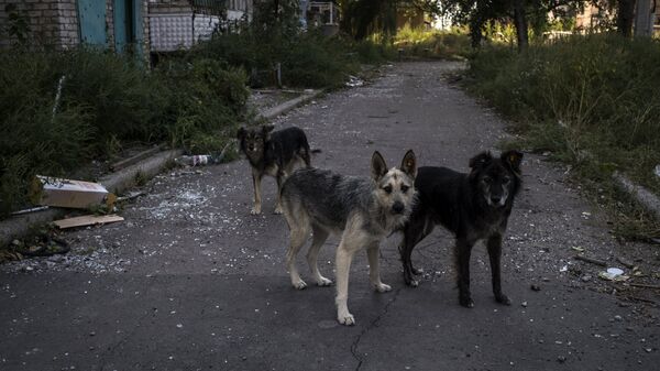 Бездомные собаки. - Sputnik Южная Осетия
