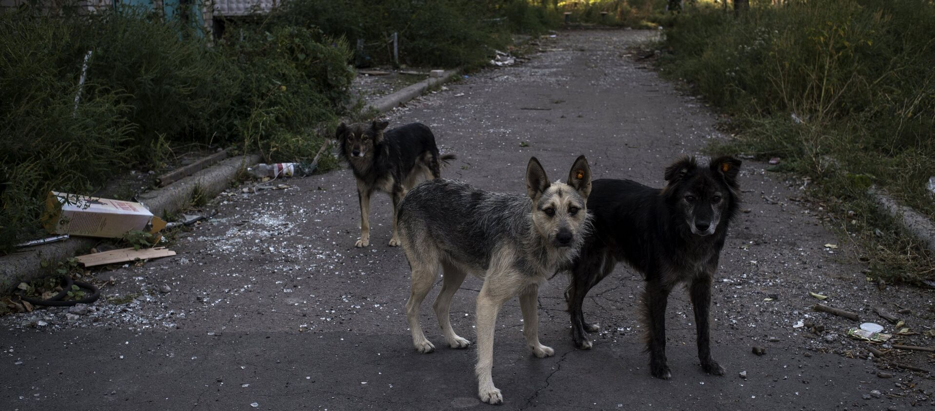 Бездомные собаки. - Sputnik Южная Осетия, 1920, 16.03.2021