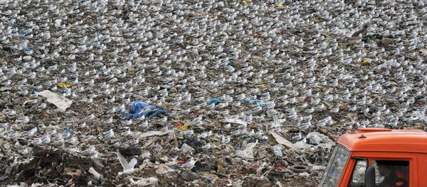 Свалка бытовых отходов - Sputnik Южная Осетия