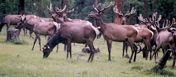 Стало оленей в природном заповеднике Стало оленей в природном заповеднике - Sputnik Южная Осетия