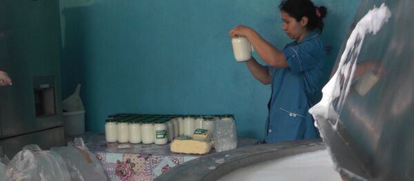 Молочные продукты из высокогорного Елтура.Кадры производства - Sputnik Южная Осетия