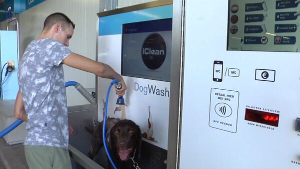 Ванная для собак, или Как в Нидерландах моют питомцев вместе с машинами - Sputnik Южная Осетия