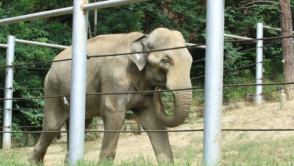 Слон в зоопарке - Sputnik Южная Осетия
