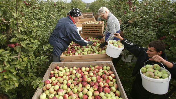 Сбор урожая яблок в Белоруссии - Sputnik Южная Осетия