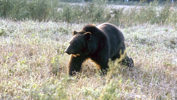 Бурый медведь - Sputnik Южная Осетия