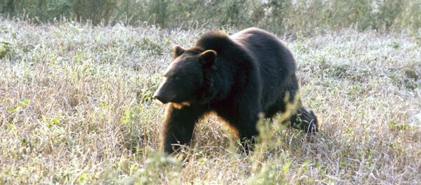 Бурый медведь Бурый медведь - Sputnik Южная Осетия