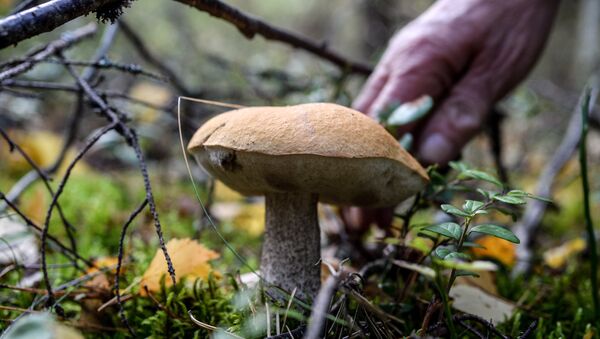 Сбор грибов - Sputnik Южная Осетия