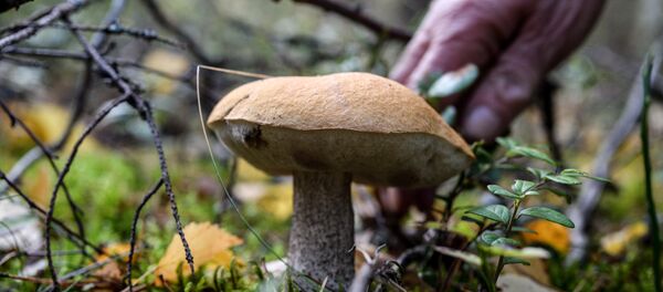 Сбор грибов  - Sputnik Южная Осетия