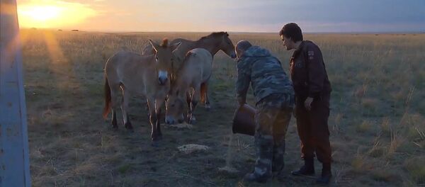 Путин покормил лошадей Пржевальского в заповеднике под Оренбургом Путин покормил лошадей Пржевальского в заповеднике под Оренбургом - Sputnik Южная Осетия