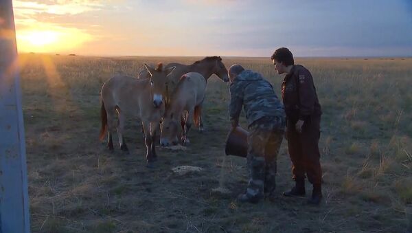 Путин покормил лошадей Пржевальского в заповеднике под Оренбургом - Sputnik Южная Осетия