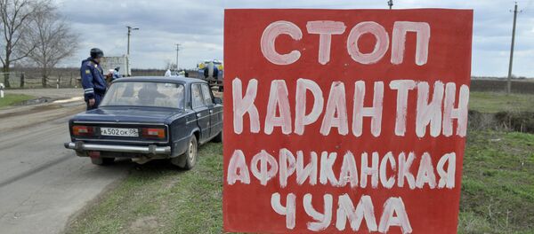 Вспышка африканской чумы свиней - Sputnik Южная Осетия