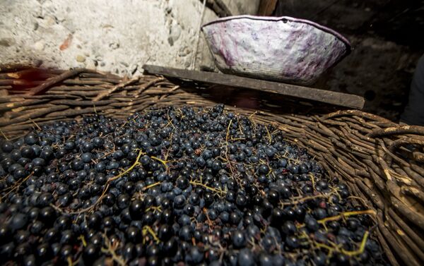 Винограда в этом году созрело меньше обычного, но на игристое хватило - Sputnik Южная Осетия