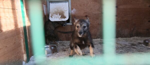 Приют для безнадзорных животных Приют для безнадзорных животных - Sputnik Южная Осетия