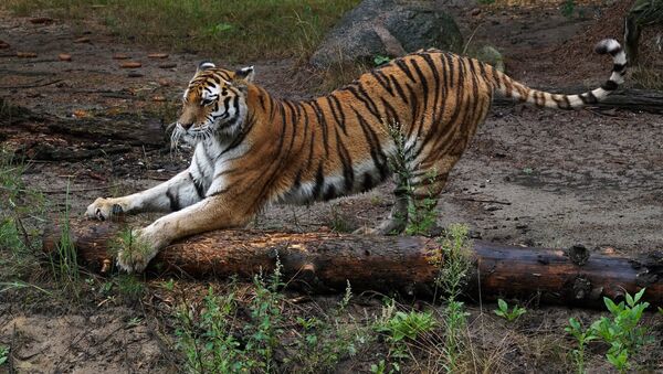 Амурский тигр в зоопарке - Sputnik Южная Осетия