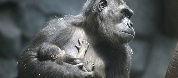 Самка гориллы с детенышем в московском зоопарке - Sputnik Южная Осетия