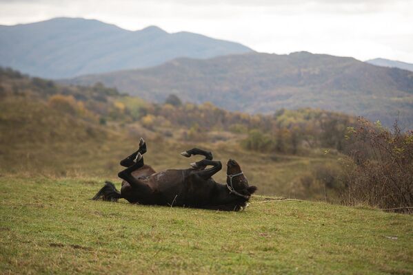Лошадь. Южная Осетия - Sputnik Южная Осетия