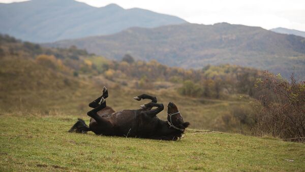 Лошади Скачки Южная Осетия - Sputnik Южная Осетия
