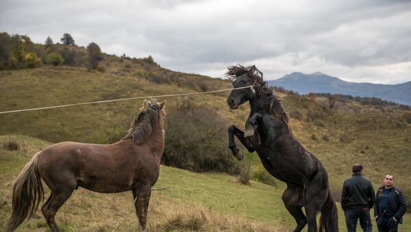Лошади Скачки Южная Осетия - Sputnik Южная Осетия