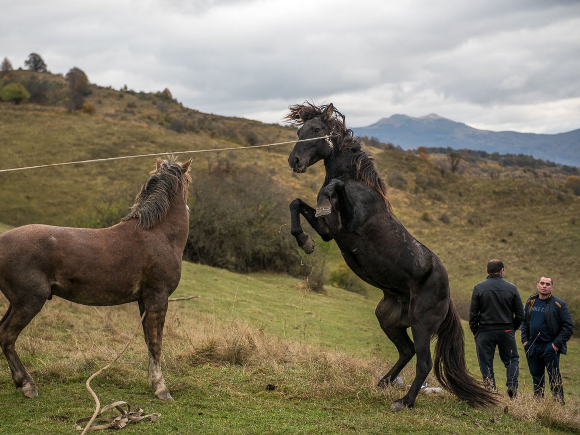 Лошади осетия. Скачки в Южной Осетии. Осетинские скакуны. Осетия лошади. Осетинские лошади.