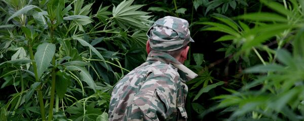 Уничтожение в Приморье дикорастущей конопли Уничтожение в Приморье дикорастущей конопли - Sputnik Южная Осетия