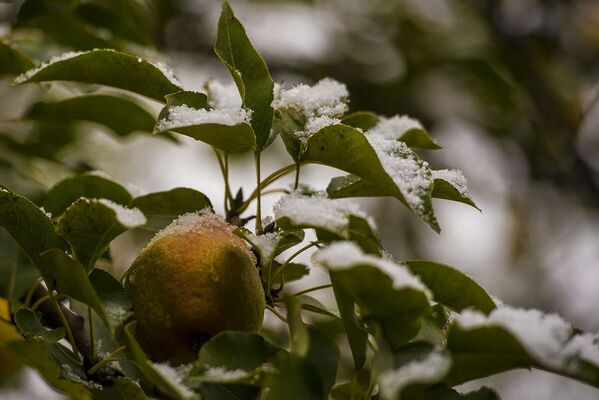 Плоды на фруктовых деревьях скорее всего померзли. - Sputnik Южная Осетия
