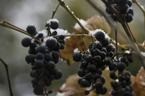 Неубранный виноград подтверждает, что снег оказался сюрпризом. - Sputnik Южная Осетия