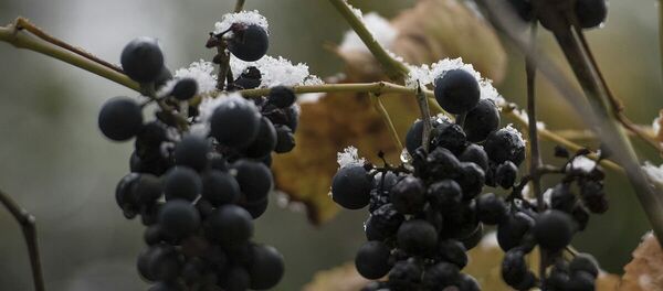 Первый снег в Цхинвале - Sputnik Южная Осетия