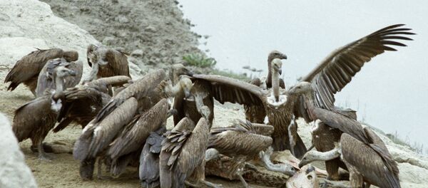 Грифы на берегу Ганга - Sputnik Южная Осетия