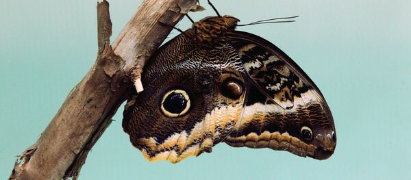 Бабочка-сова Бабочка-сова - Sputnik Южная Осетия