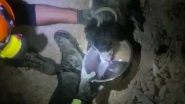 Пожарные поили водой спасенную из-под завалов собаку в городе Норча в Италии - Sputnik Южная Осетия