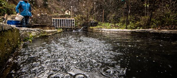 Лосось Лосось - Sputnik Хуссар Ирыстон