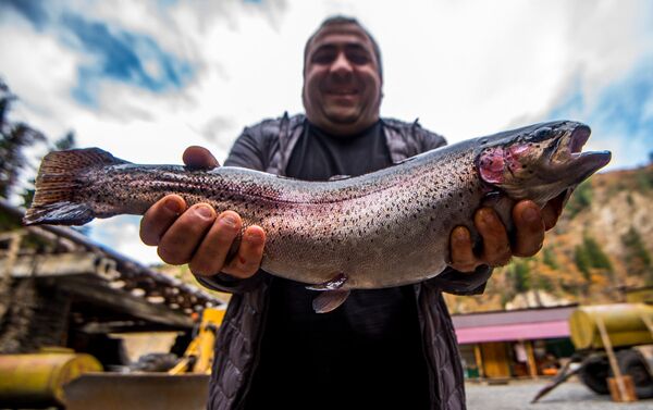 Средний лосось в хозяйстве Леонида достигает 5 - 7 килограмм - Sputnik Южная Осетия