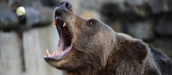 Медведь Медведь - Sputnik Южная Осетия