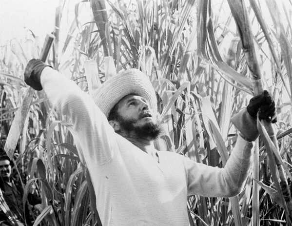 Премьер-министр Кубы Фидель Кастро на рубке тростника. 13 февраля 1961 - Sputnik Южная Осетия