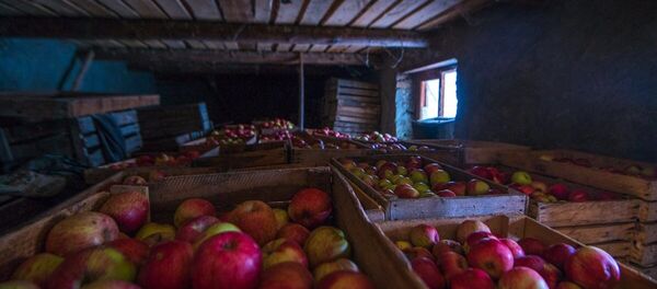 Урожай Вадима Томаева - Sputnik Южная Осетия