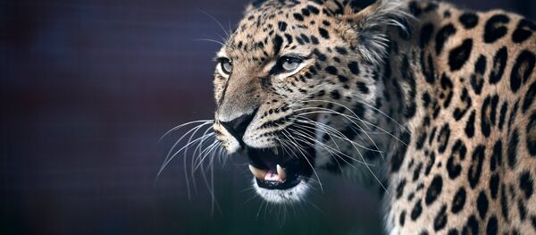 Дальневосточный леопард Дальневосточный леопард - Sputnik Южная Осетия